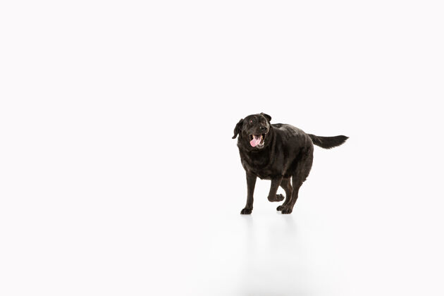 毛皮工作室拍摄的黑色拉布拉多猎犬隔离在白色工作室墙上蓬松宠物食肉动物
