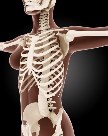 脊椎女性医学骨骼的3d渲染人类解剖学疼痛