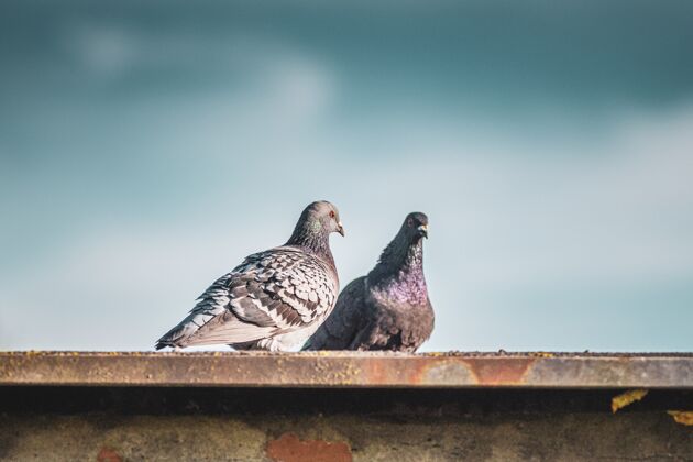 动物两只鸽子站在屋顶上的特写镜头站鸟动物