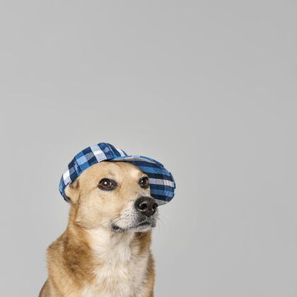 复制空间可爱的戴帽子的狗小狗可爱狗