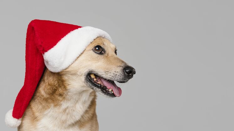 复制空间可爱的笑脸狗戴圣诞帽水平小狗帽子