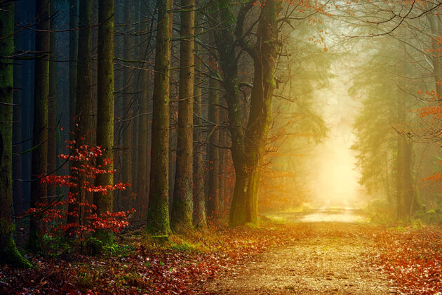 路径白天有雾的棕色树木森林免费耀斑