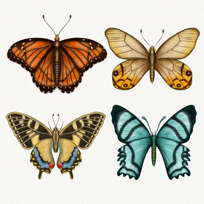 昆虫收集不同的水彩蝶艺术手绘绘画