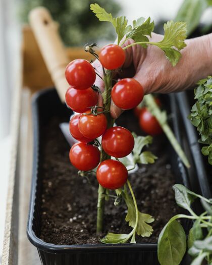 种植妇女在土壤中种植西红柿的侧视图植物栽培种植