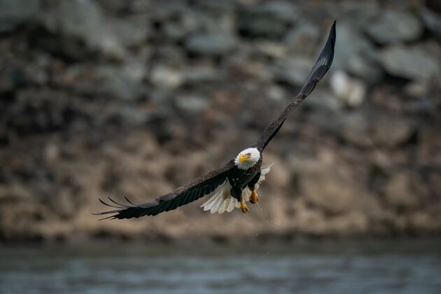 鹰一只秃鹰在马里兰州苏斯奎汉纳河上空飞行的选择性聚焦镜头飞行野生细节