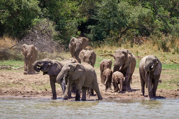 非洲特写镜头大象接近湖与树木环境天空树