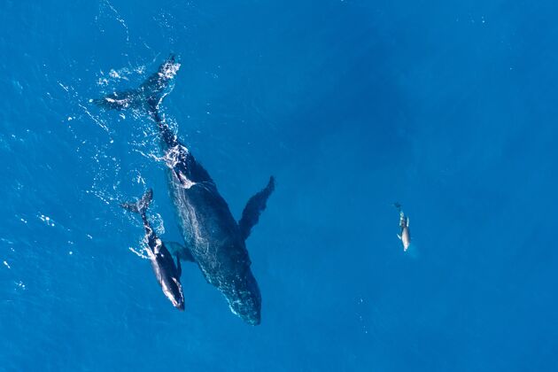 水下座头鲸在夏威夷卡帕鲁亚海岸上空用无人机拍摄鱼海洋自然