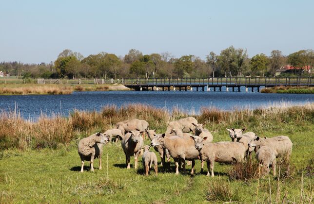 自然在一个被树木环绕的河流中拍摄的羊的风景风景农业乡村