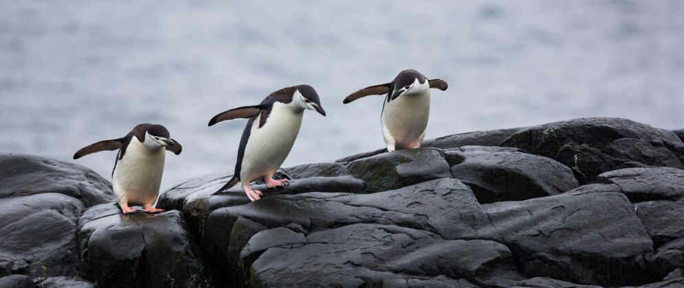 凉爽南极洲石头上三只企鹅的全景寒冷海洋深海