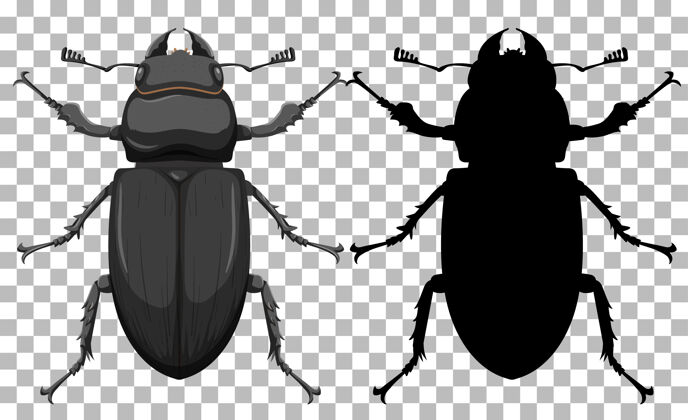 背景透明背景上的甲虫小昆虫鸟瞰图