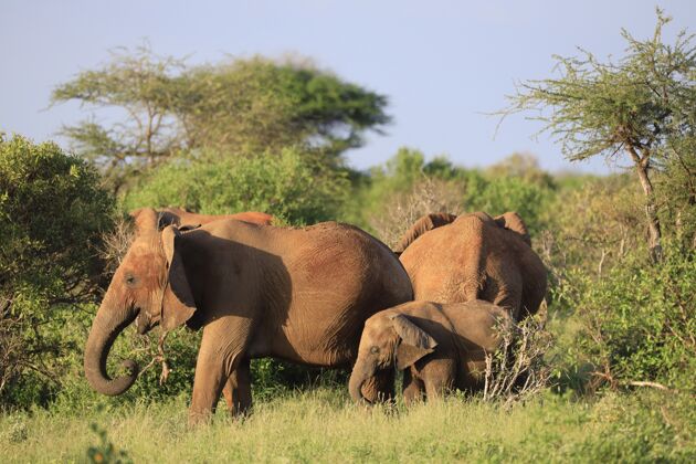 动物非洲肯尼亚的一片绿地上 大象们并排站着野生动物肯尼亚公园