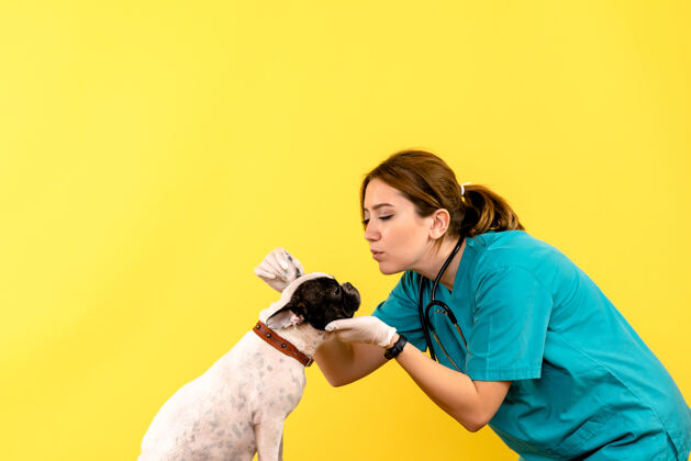 男性女兽医在黄墙上观察小狗的正面图成人狗欢呼