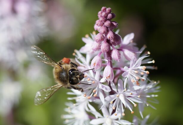 田野一只蜜蜂坐在美丽的花朵上的特写镜头翅膀粉色花蜜