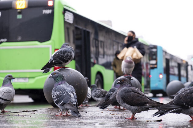吃多只灰色的鸽子在城市的潮湿地面上 背景是人和公共汽车 多云的天气 背景是道路喙地面城市