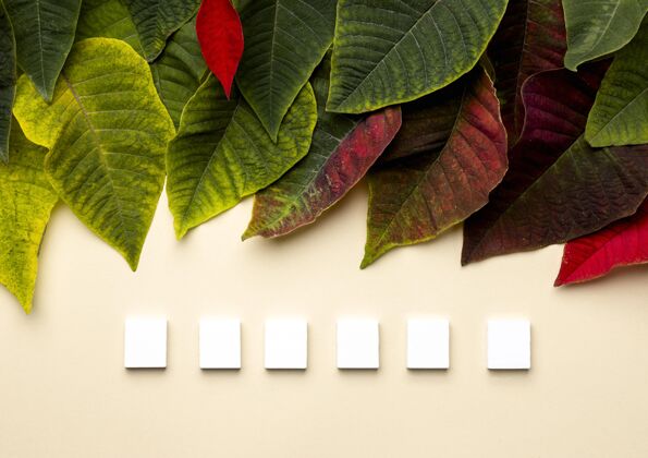 植物学不同叶子的白色空方块分类安排叶