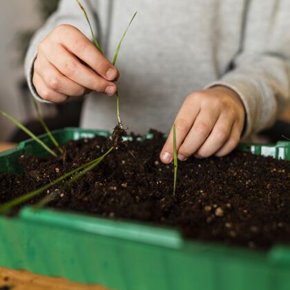 庭院小男孩在家里种芽苗菜的正面图栽培自然活动