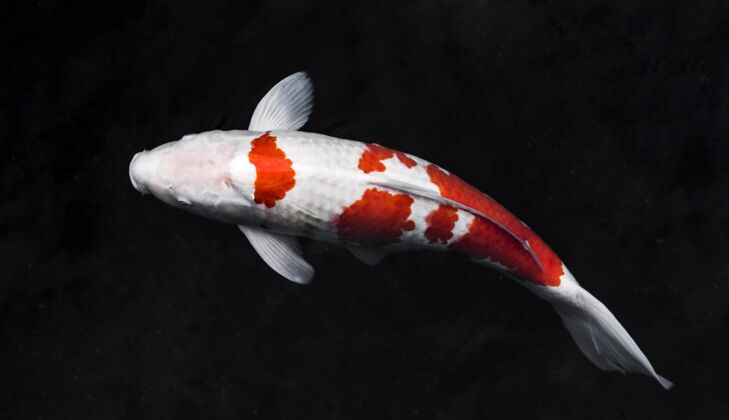 海底顶视图彩色锦鲤鱼水下海洋鱼类海洋