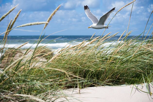 海鸥白色海鸥飞越海岸野生海岸飞行