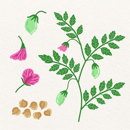 植物手绘鹰嘴豆和植物插图豆类蛋白质豆类