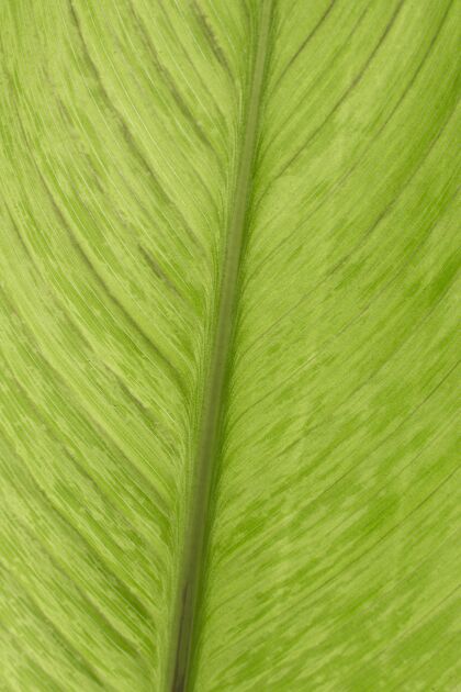 创新绿叶质感纹理有机植物