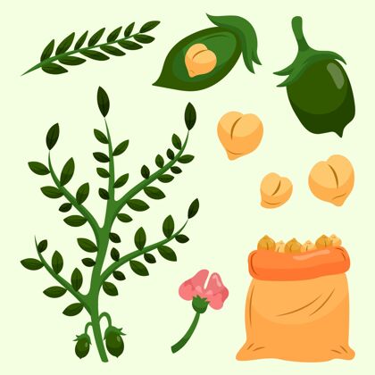 营养素手工画鹰嘴豆和植物植物食品素食