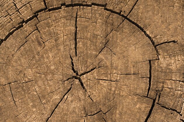 表面木制纹理顶视图组成自然有机