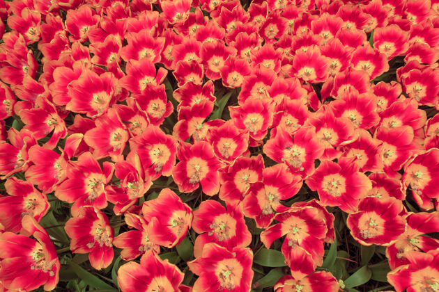 开花荷兰或荷兰的郁金香园户外郁金香花卉