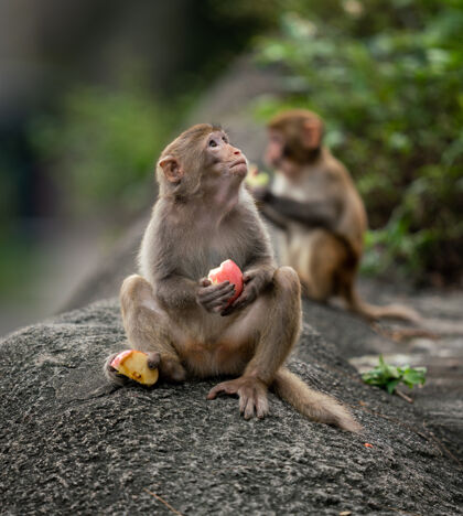 水果猴子在吃水果动物大自然吃