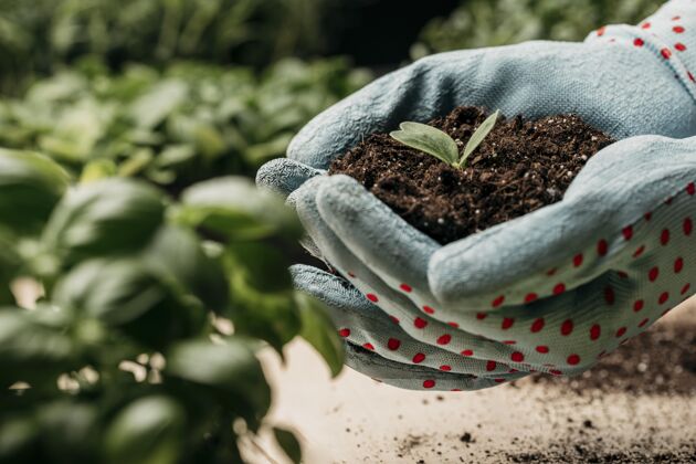 栽培手戴手套手持土壤和植物的侧视图手套园艺庭院