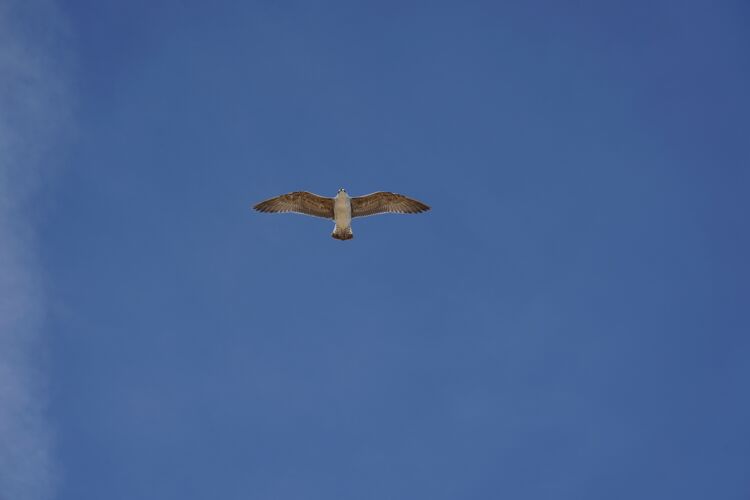 海鸟一只海鸥在白天晴朗的蓝天上飞翔的美丽镜头翱翔海岸鸟