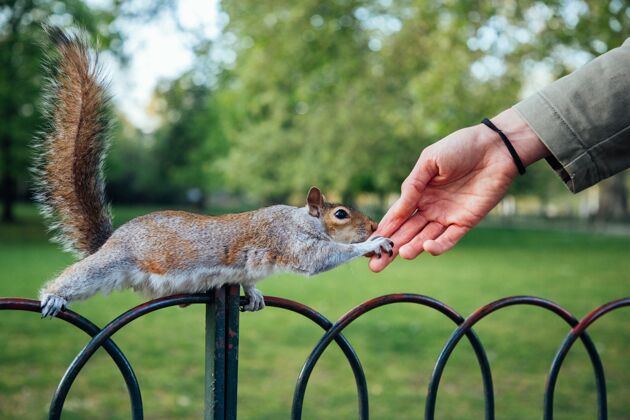 生物一只人类的手在公园里抚摸松鼠的特写镜头模糊自然手