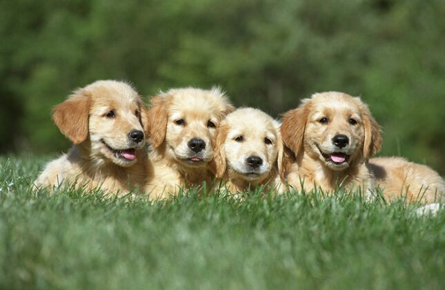 美丽四只可爱的金毛猎犬小狗在草地上休息四可爱草
