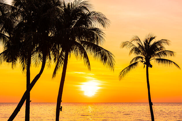 阳光日落或日出时椰子树的剪影 海洋的美丽景色日出植物景观