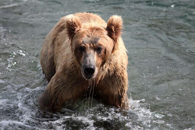 捕食者棕熊在阿拉斯加的河里捕鱼钓鱼熊野生动物
