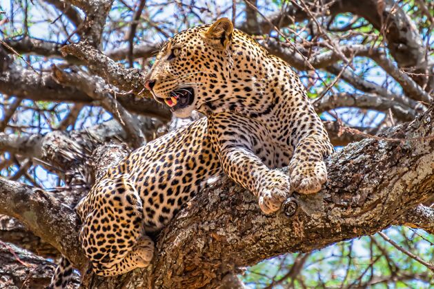 野生动物非洲豹坐在树上 在丛林里四处张望毛皮动物危险