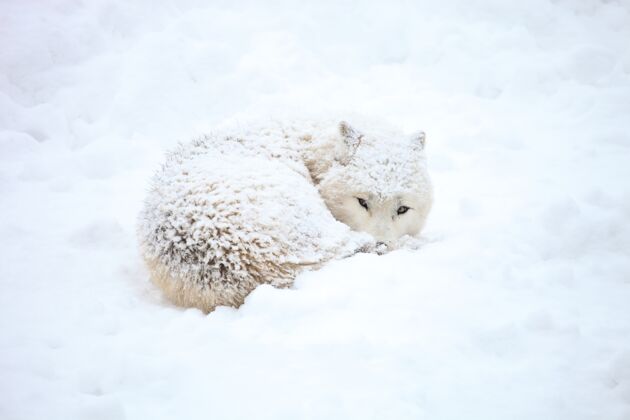 狼雪中的狼眼睛睁开眼睛寒冷