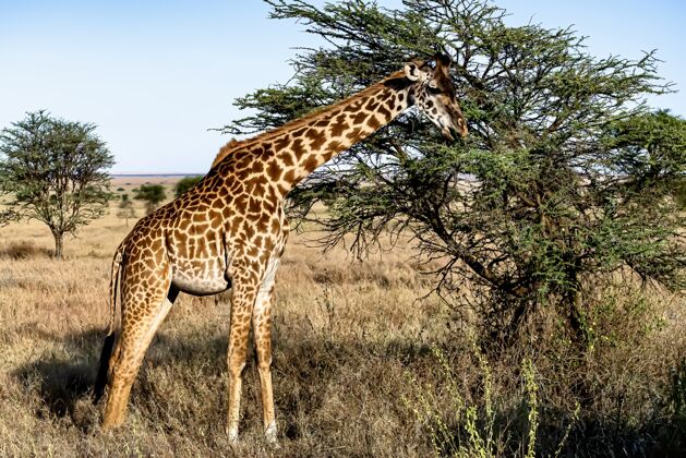 黄色一只可爱的长颈鹿与树木和蓝天的美丽镜头站非洲野生