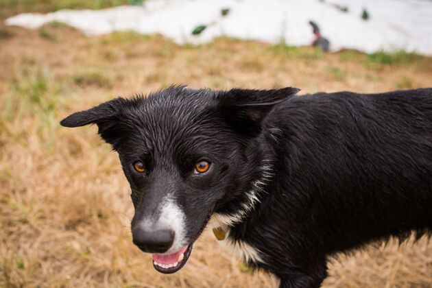 狗白天阳光下田野里一只黑狗的特写镜头自然宠物朋友