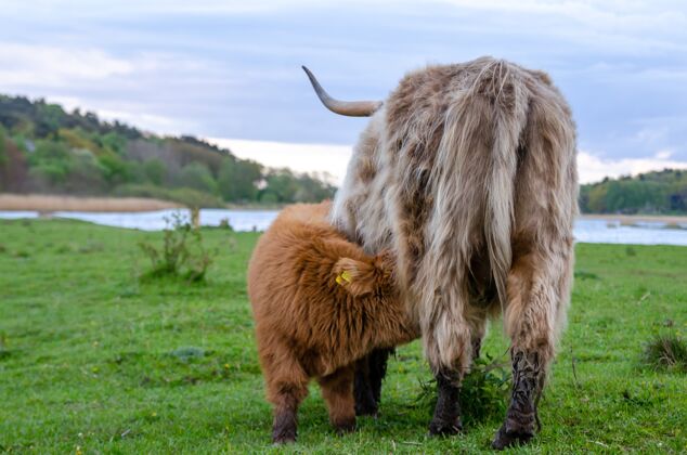 牛高地的牛 小牛从它的母亲那里吸取牛奶绿色的草地 放牧新鲜的草大自然肖像