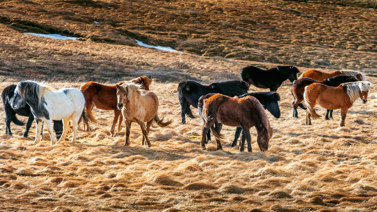荒野冰岛马一群马雪野生动物牧场