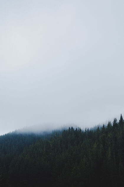 自然雾天森林的垂直镜头阴暗树景观