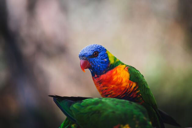 彩虹一个美丽的彩色洛瑞基特特写镜头翅膀特写动物