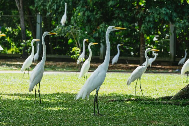 动物美丽的白鹭站在巴西新鲜的绿草上户外鸟类捕食者