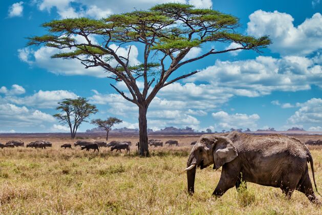 树干一只可爱的大象在荒野的干草上行走的特写镜头荒野墙纸非洲