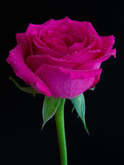 花瓣垂直拍摄的粉红玫瑰与露水上黑色开花绿色花