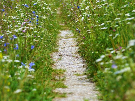 草地一条被神奇野花环绕的乡村小路的特写镜头明亮蓝色植物学