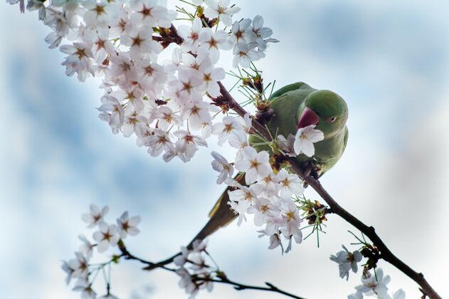 角度一只绿鹦鹉在樱花枝上休息的低角度镜头户外花低
