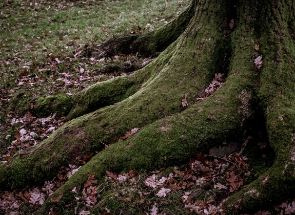 苔藓一棵长满青苔的树的大树根的高角度拍摄秋天野生环境
