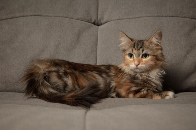 宠物冬天的心情美丽的西伯利亚猫小猫坐在沙发上覆盖着棕色的毯子套件可爱毛皮