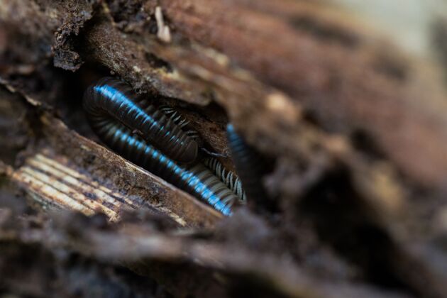 干燥一只黑色的千足虫 马耳他常见的蠕虫 躲在树皮里 寻找黑暗潮湿的环境隐藏皮肤蠕虫